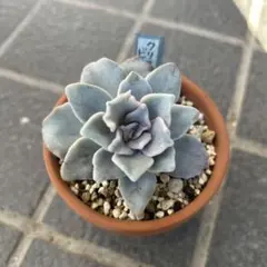 クリスペートビューティー