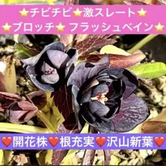 2025年最新】広瀬園芸 クリスマスローズの人気アイテム - メルカリ