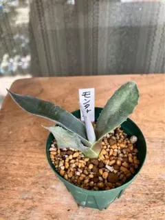 2026年最新】アガベ モンタナの人気アイテム - メルカリ