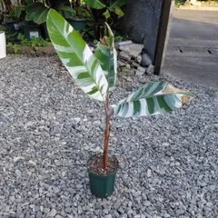 2025年最新】バナナ 斑入りの人気アイテム - メルカリ