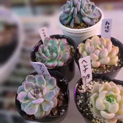 エケベリア５鉢セット多肉植物