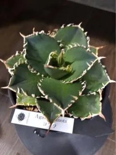 2026年最新】上澳園芸の人気アイテム - メルカリ