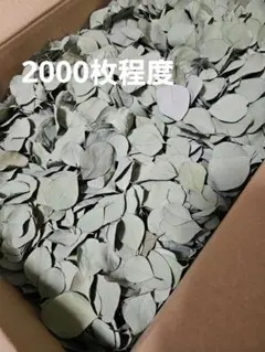 2025年最新】リーフシャワー ユーカリの人気アイテム - メルカリ