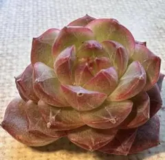 ミ*マ様 s986新入荷　不知火　エケベリア　多肉植物　撮影2月5日
