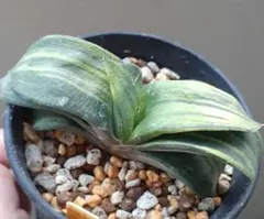 ガステリア 多肉植物　臥牛錦　臥牛のサムネイル