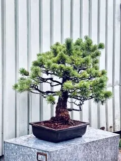 盆栽 黒松 幹の太い古木 趣ある一品 - メルカリ