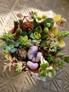 スイーツꔛ‬せっと オレンジスノーボール キウイ ミントリーフ ピンクベリー