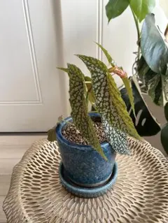 aoe-☆様 リクエスト 2点 まとめ商品