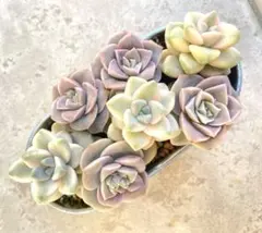 2026年最新】ラブリーローズ錦の人気アイテム - メルカリ