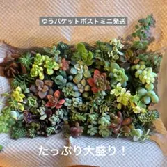 ☆(多肉植物) たっぷりセダム多肉達！大パックにたっぷり詰めました♪現品発送！