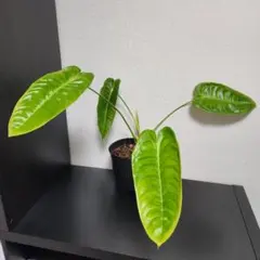 MS248 Warocqueanum アンスリウム ワロクアナム 10株セット - メルカリ