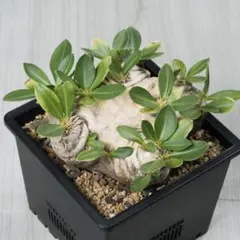 パキポディウム 恵比寿笑い　現地球　まん丸　チビ株 パキポディウム 恵比寿笑い 現地球 まん丸 チビ株