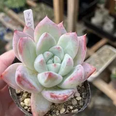 haha様 リクエスト 4点 まとめ商品