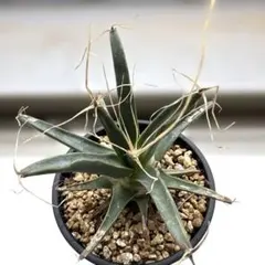 プヤ ベルテロニアナ（Puya berteroniana）実生 - メルカリ