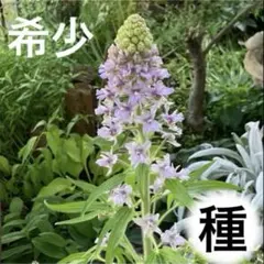 2026年最新】花 種 珍しいの人気アイテム - メルカリ