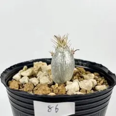 すーさん様 リクエスト 2点 まとめ商品