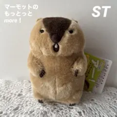 B マーモットのもっとっとmore！ モア　STぬいぐるみ　やまもと