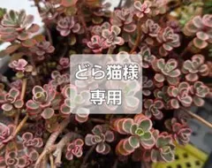 どら猫様 リクエスト 2点 まとめ商品
