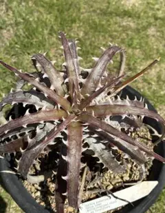 Dyckia ‘Smilodon’ Amazonico Hyb ディッキア Dyckia 'Smilodon' Amazonico Hyb ディッキア - メルカリ