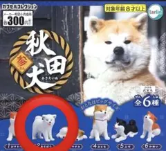 秋田犬　ガチャ