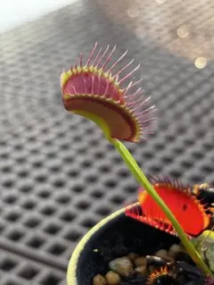 Dionaea Muscipula 'switzerland giant食虫植物のサムネイル