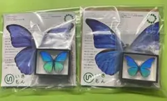 ドイツ箱 マグネット モルフォ蝶特装版 ゴダルティモルフォ カキカモルフォ