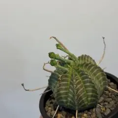 ウサコ　ブラックバリダ×スーパーバリダ　④ スーパーブラックバリダ 多肉植物 - メルカリ