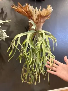 2026年最新】willinckii wildの人気アイテム - メルカリ