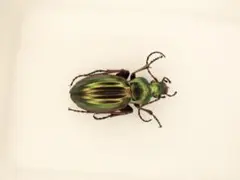 インペアリスブローチハムシ　標本　昆虫標本 インペアリスブローチハムシ 標本 昆虫標本 - メルカリ