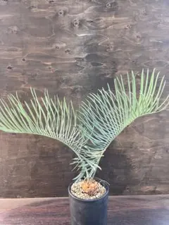 2025年最新】サイカスカイルンシアナの人気アイテム - メルカリ