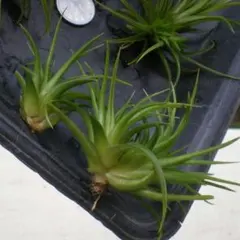 ④子付き親株1つ イオナンタ バリエガータ tillandsia チランジア