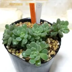 2025年最新】ぼのぼのさん苗の人気アイテム - メルカリ