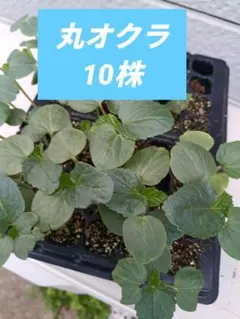 農薬不使用　丸オクラ10株のサムネイル