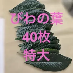 5.びわの葉　農薬不使用　40枚　281g 大きめの葉　特大