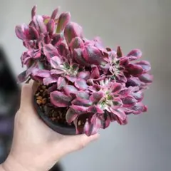 みっちゃん様 リクエスト 3点 まとめ商品