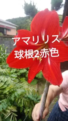 アマリリス 球根 2球 赤色のサムネイル