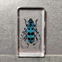 カミキリムシ（および甲虫）標本 2025年最新】Yahoo!オークション -カミキリムシ(虫類)の中古品