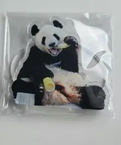 アドベンチャーワールド 激レア 限定品 永明 アクスタ