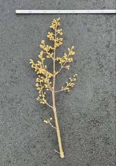 桐の実 ドライフラワー 長枝90cm 実付たっぷり ハンドメイド花材オブジェ☆2