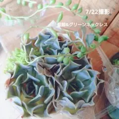 【レア種】藍鯨3株とグリーンネックレスの寄せ植えセットのサムネイル