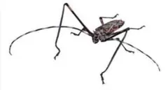 いきもの大図鑑アドバンス　カミキリムシ　テナガカミキリ　未開封