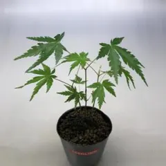 あくび@様 リクエスト 2点 まとめ商品