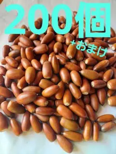 どんぐり　マテバシイ　200個+おまけ