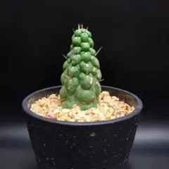 セール✨サボテン ギムノカリキウム ミハノビッチ 棘なし緋牡丹綴化