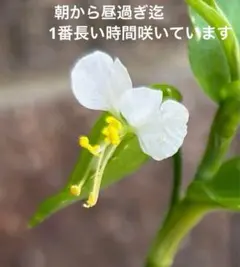 白花　露草　苗のサムネイル