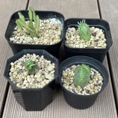 ユーフォルビア 4点セット 抜き苗 多肉植物のサムネイル