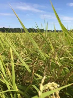 令和８年 栃木県産 コシヒカリ玄米 15キロ