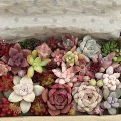 多肉植物　カット苗　寄せ植えセット