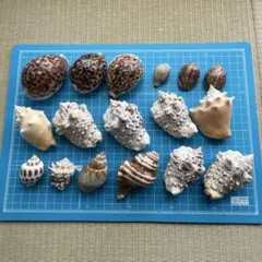 No861 天然貝殻 タカラガイ コレクション - メルカリ