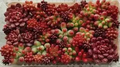 多肉植物　セダムカット苗セット③ピンクルルビー・乙女心